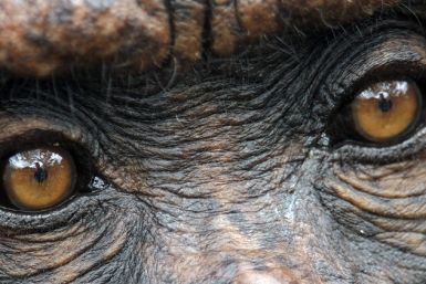 Court fight to make chimpanzee in to a legal person PIC: Reuters