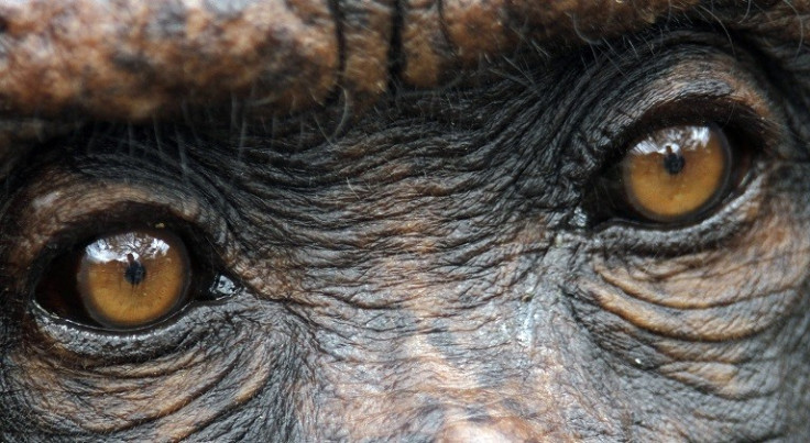 Court fight to make chimpanzee in to a legal person PIC: Reuters
