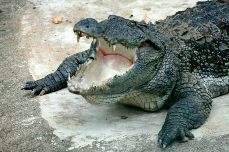 Crocodiles