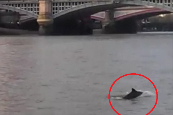Dolphin leaps from river Thames near Blackfriars Bridge PIC: MPSonthewater