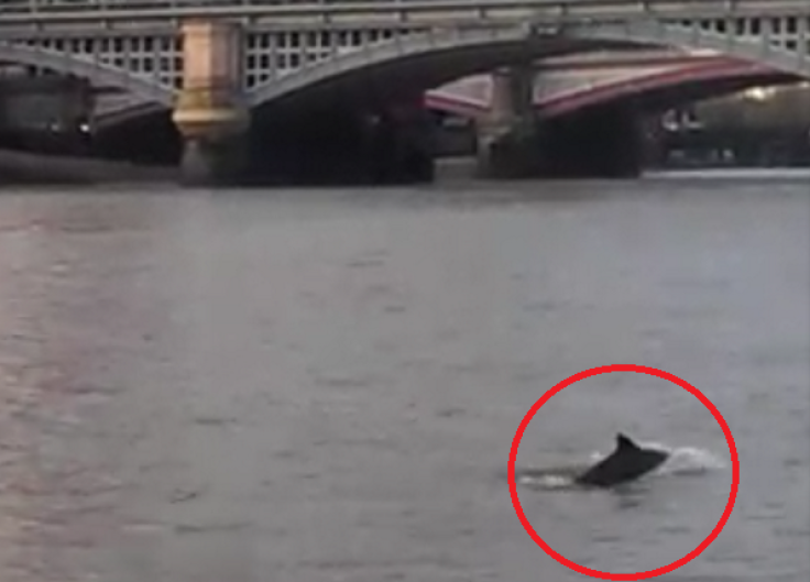 Dolphin leaps from river Thames near Blackfriars Bridge PIC: MPSonthewater