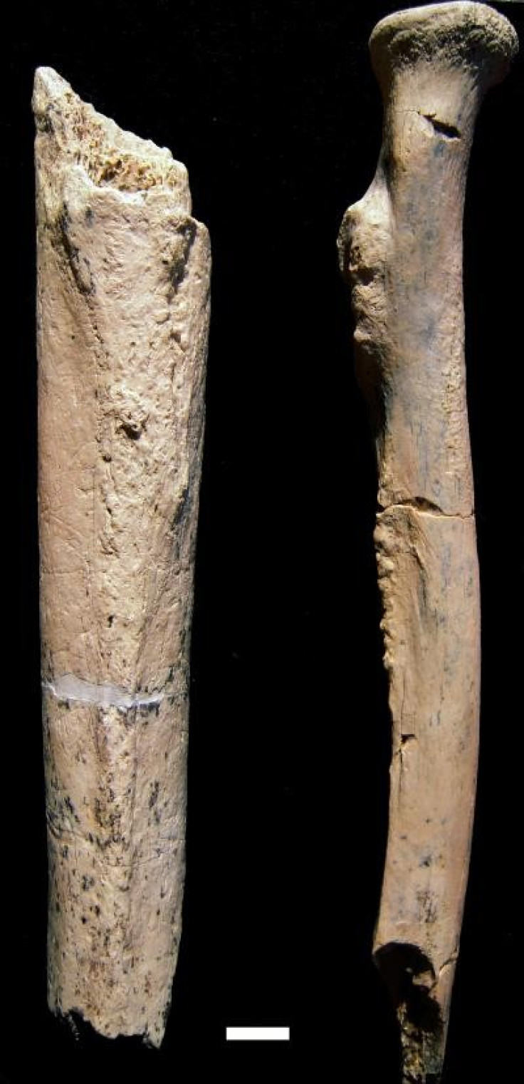Arm bone fragments from a 1.34-million-year-old hominin, Paranthropus boisei