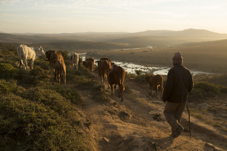 A herder directs his cattle towards a river, close to the birthplace of ailing former South African President Nelson Mandela, near the village of Mvezo J
