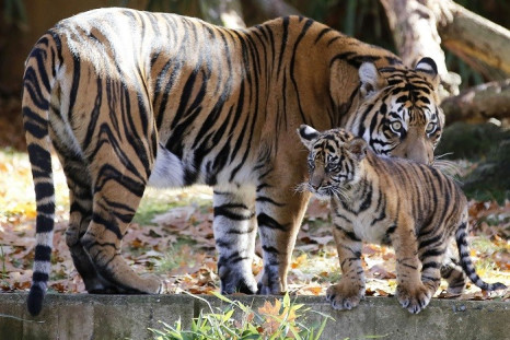 New report shows the nine “founder” animals from which all 110 captive cats are descended are closely related. (Reuters)