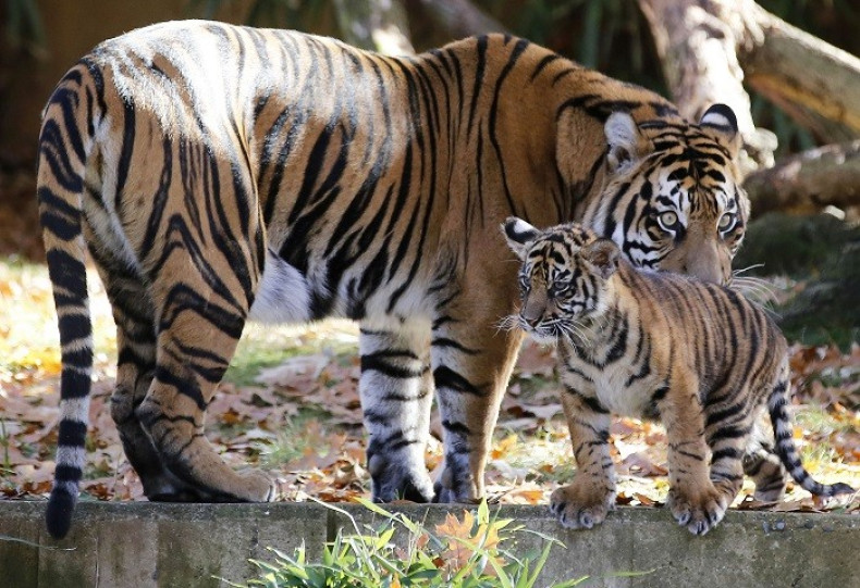 New report shows the nine “founder” animals from which all 110 captive cats are descended are closely related. (Reuters)