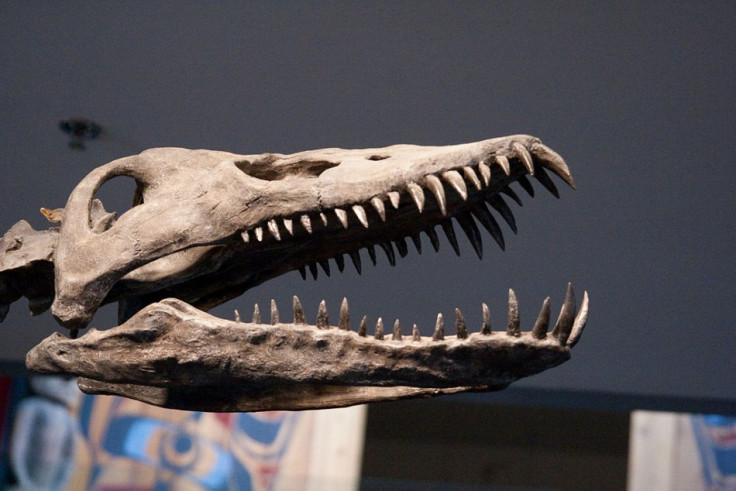 Plesiosaur skull