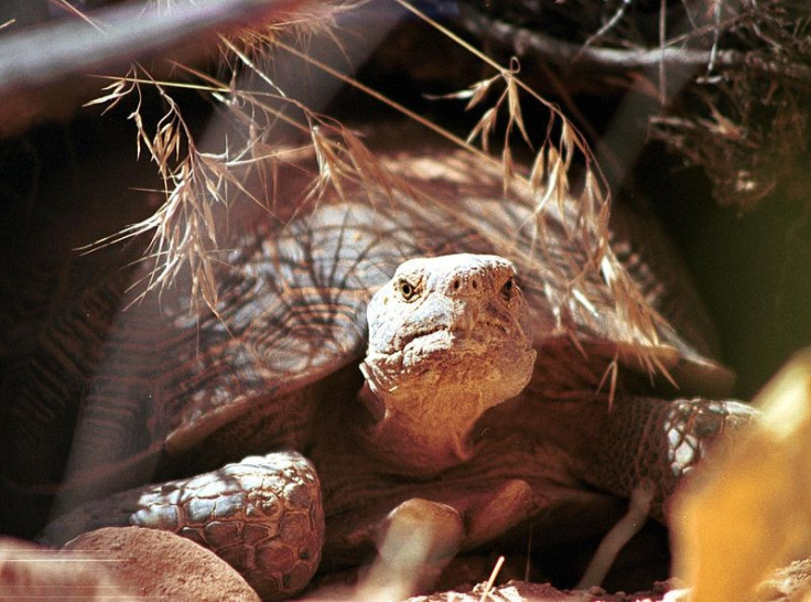 Desert tortoise