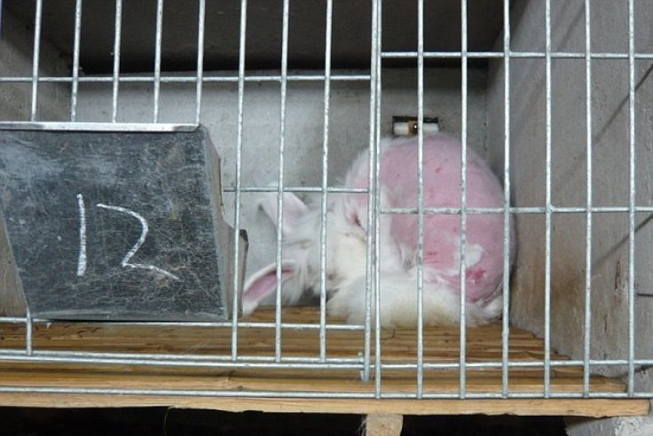 PETA Rabbit Angora Fur