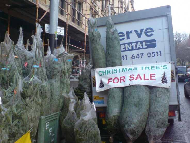 Christmas trees for sale