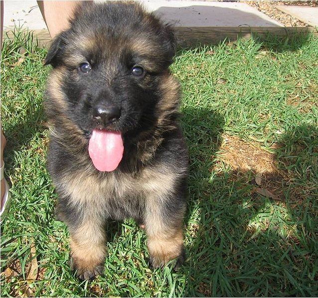 Puppy