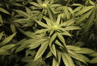 Marijuana plants are seen in an indoor cultivation in Montevideo