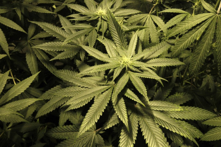 Marijuana plants are seen in an indoor cultivation in Montevideo