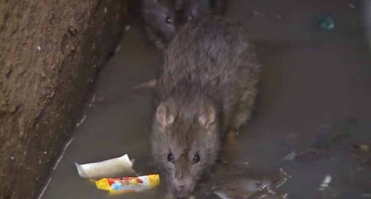 The plague has spread in the country’s prisons due to the amount of rats there (ICRC)