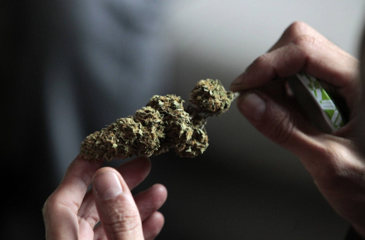 A judge checks on a marijuana sample during a judging session at Uruguay's second A judge checks on a marijuana sample during a judging session at Uruguay's second