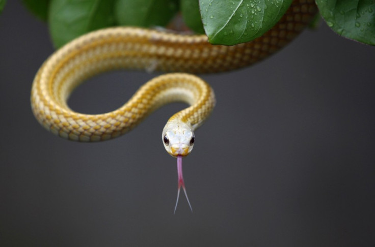 Snake Bites Man's Penis