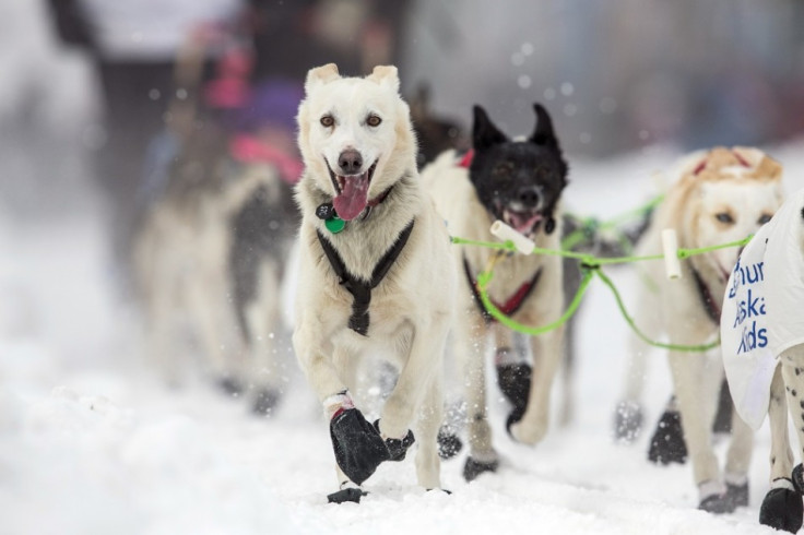 Elvis Saves Woman From Arctic Cold