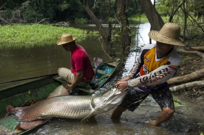 The longest recorded length of the enormous fish was 4.52m 15 feet. The longest recorded length of the enormous fish was 4.52m 15 feet.