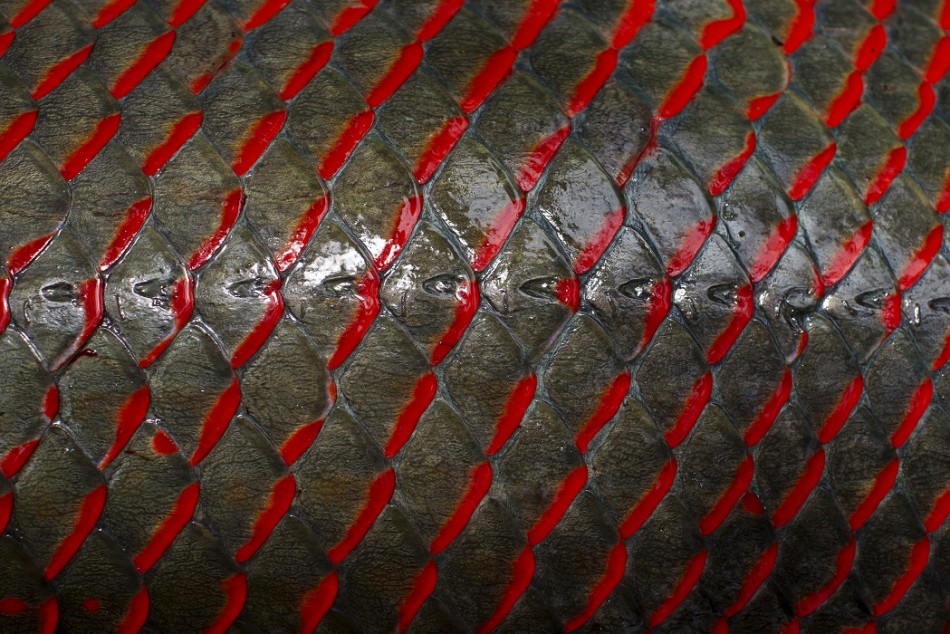 The scales of an arapaima are so tough they can withstand the bites from piranha.