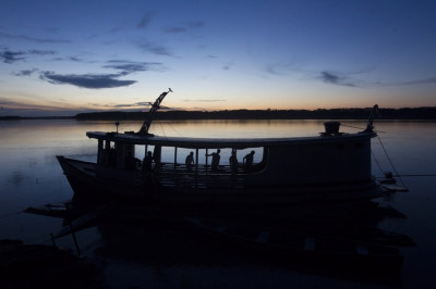 Commercial fishing of the arapaima has been banned by the Brazilian government due to its commercial extinction. Fishing is allowed only in certain remote areas of the Amazon basin. Commercial fishing of the arapaima has been banned by the Brazilian government due to its commercial extinction. Fishing is allowed only in certain remote areas of the Amazon basin.