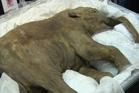40,000 year old Baby Woolly Mammoth Found in Russia