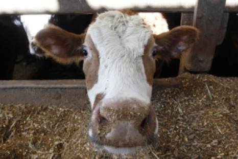 EU says no impact on US beef imports from Mad Cow Disease