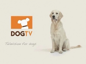 World's First Television Channel Launched For Dogs