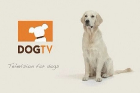 World's First Television Channel Launched For Dogs