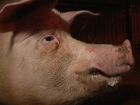 Psychic Pig from Ukraine makes Euro 2012 Predictions