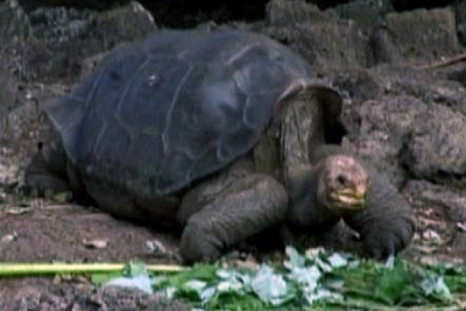 Lonesome George last remaining Giant Tortoise Dies