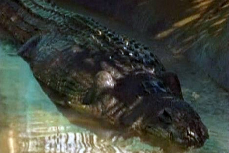 World's Largest Crocodile Crowned in the Philippines