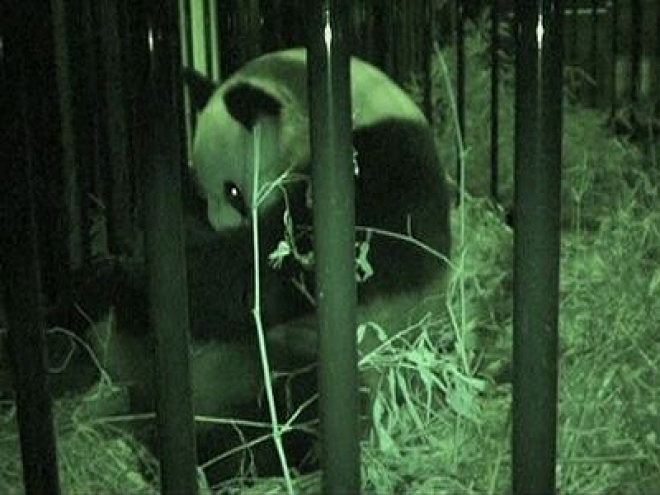 Cute First Panda Cub Born in 24 years in Tokyo