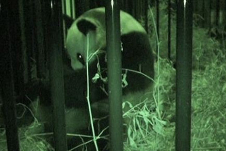 Cute First Panda Cub Born in 24 years in Tokyo