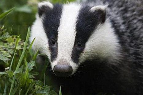 Britain’s badger cull delayed until Summer 2013