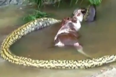 Giant snake vomits an entire cow in Brazil