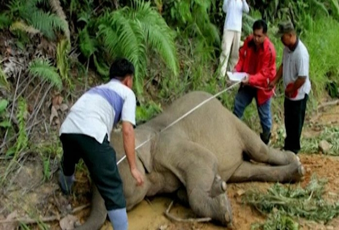 10 ‘baby faced’ Pygmy elephants poisoned in Malaysia