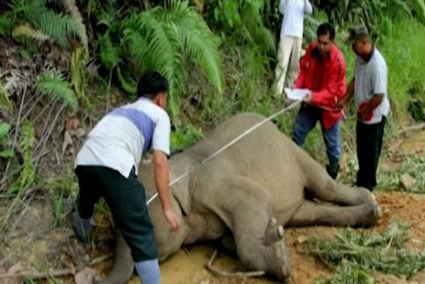 10 ‘baby faced’ Pygmy elephants poisoned in Malaysia