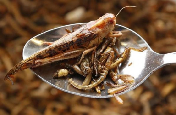 UN Says Eat Insects to Curb World Hunger