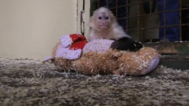 Bieber Pet Monkey Settles In At New German Home