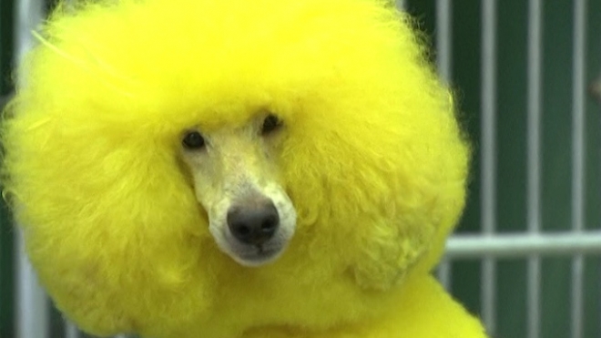 Canines Get Colourful With New Grooming Trend