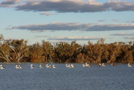 Pelicans swim in a river