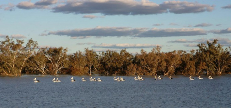 Pelicans swim in a river