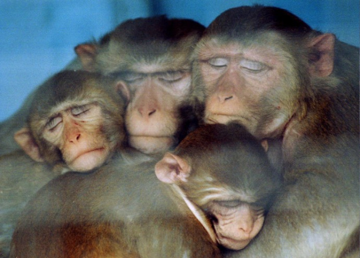 An experimental vaccine appears to give monkeys some protection against a version of HIV, the virus that leads to AIDS