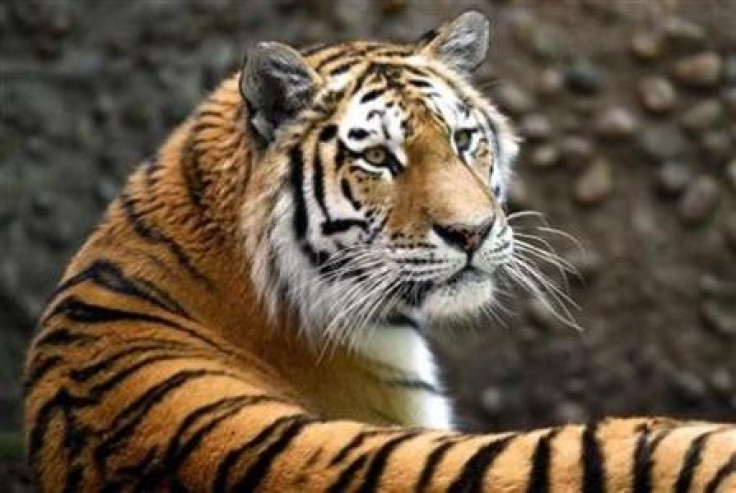 Russia and China pledge to save the tiger