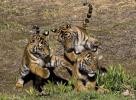 Russia and China pledge to save the tiger