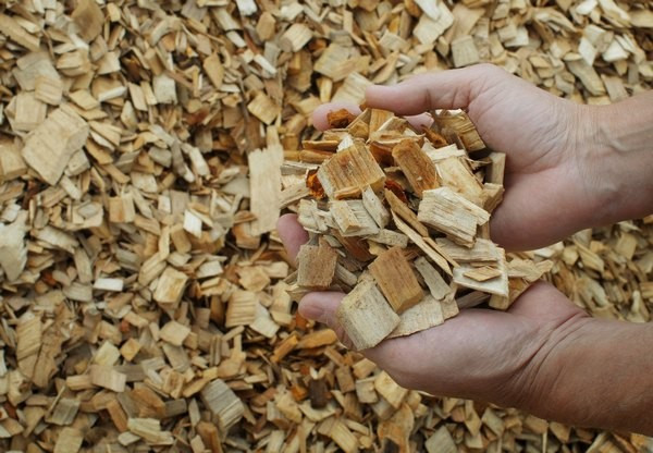 Manager of IT and HR Dan Bird holds wood chips that will be made into paper pulp at the Old Town Fuel and Fiber mill in Old Town, Maine, June 2, 2009.