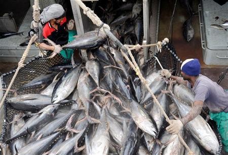 Pacific Ocean Faces Eco Disaster from Over-fishing