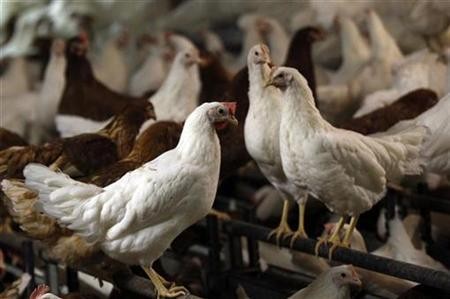 Hens are pictured at a chicken farm in the western town of Schleiden, Germany