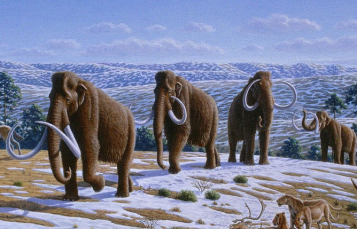 Mammoths remains discovered in Russia