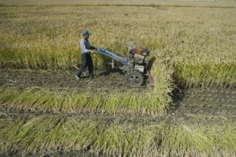 China needs rural financial reform to ease poverty: ADB