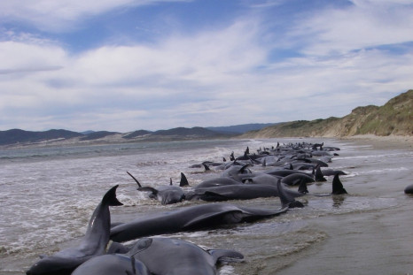 Handout photo of a pod of 107 pilot whales stranded on Mason Bay on Stewart Island (3)